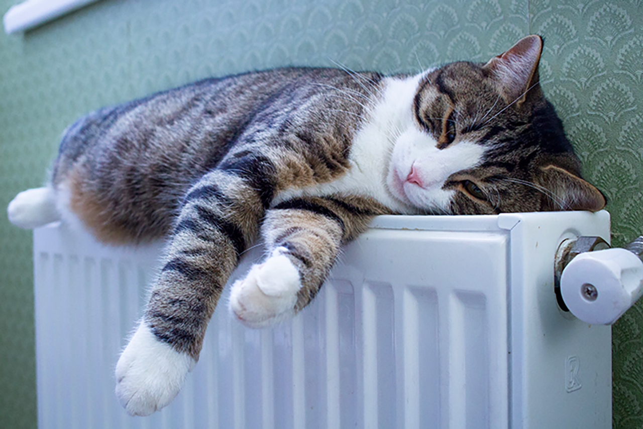 Aerotermia - gato durmiendo sobre un radiador